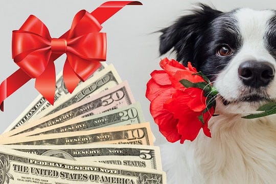Zippy Dynamics Gift Card