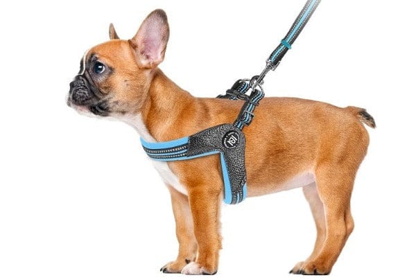 STRIDE. Step-In Harnesses Main image