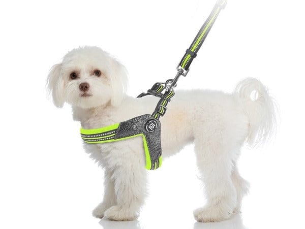 STRIDE. Step-In Harnesses